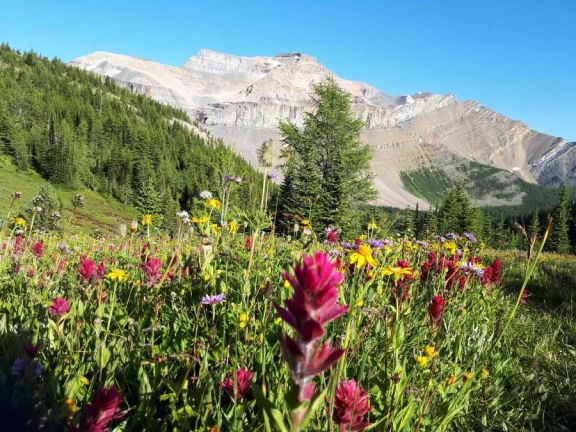 Colourful mountain wildflowers with mountains in background