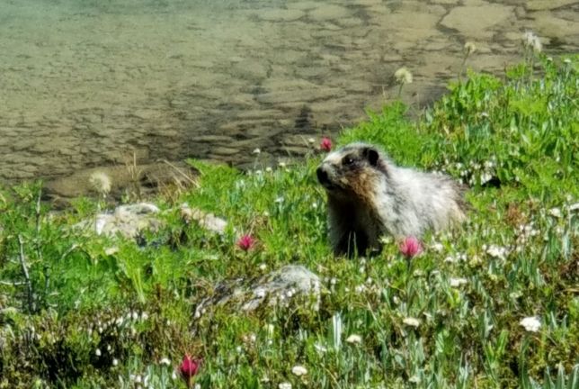 Marmot enjoying wildflowers beside mountain lake