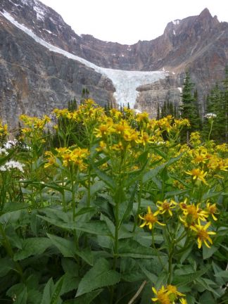 Yellow mountain wildflowers with glacier in background