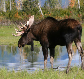 Bull Moose in Banff National Park