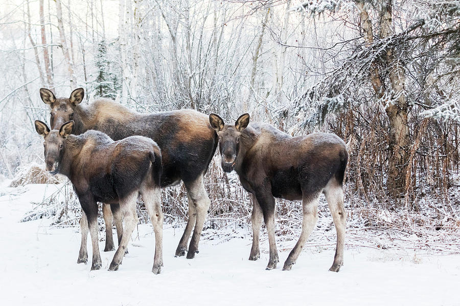 Moose cow and calves in winter