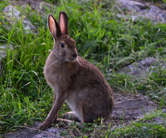Snowshoe hare in summer, Banff National Park