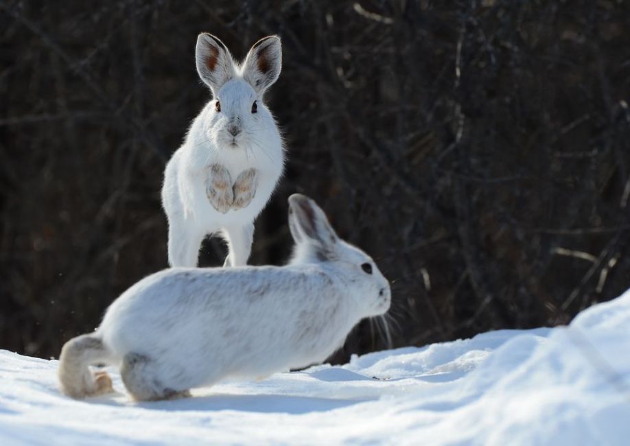 snowshoe hare buck jumping over doe