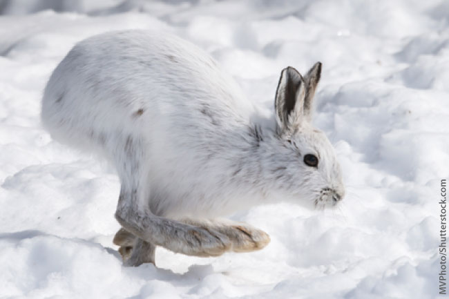 Snowshoe hare in winter, Banff National Park