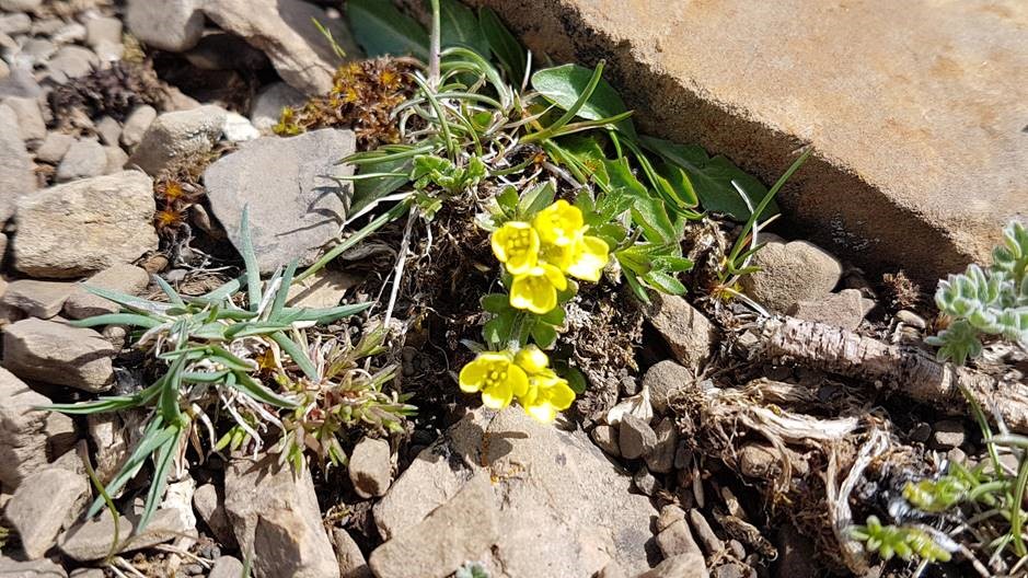 Heli-Wedding Alpine Flowers