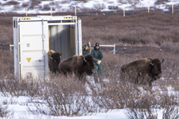 bison release banff national park