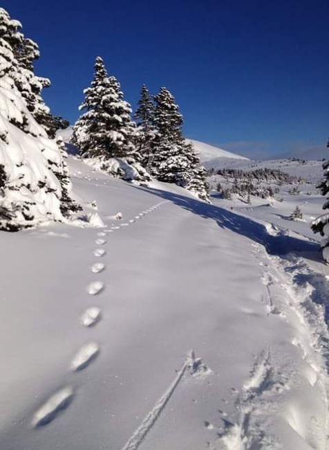 Pine Marten tracks in the snow, seen while snowshoeing in Banff Canadian Rockies