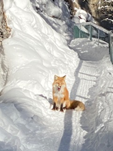 Red fox yawning in the warm sun!