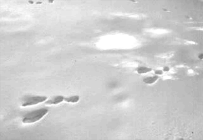 Snowshoe hare tracks