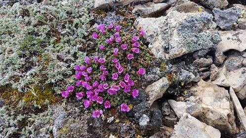 Heli-Wedding - Alpine Flowers