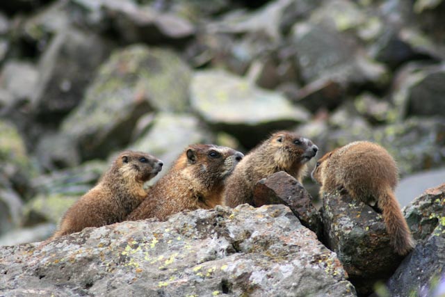 Marmot family near Banff, Canadian Rockies