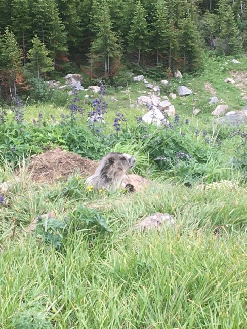 Marmot with hay outside burrow