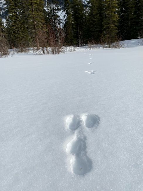 Snowshoe hare tracks in snow, Banff National Park