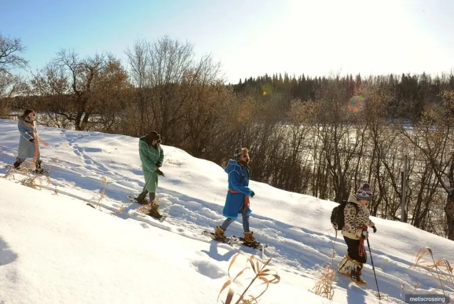 snowsshoe metis crossing