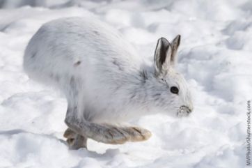 Snowshoe Hare in Banff National Park