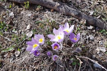 prairie crocus mountain wildflowers
