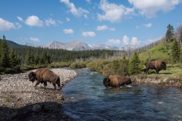 Bison in Banff National Park