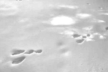 snowshoe hare tracks