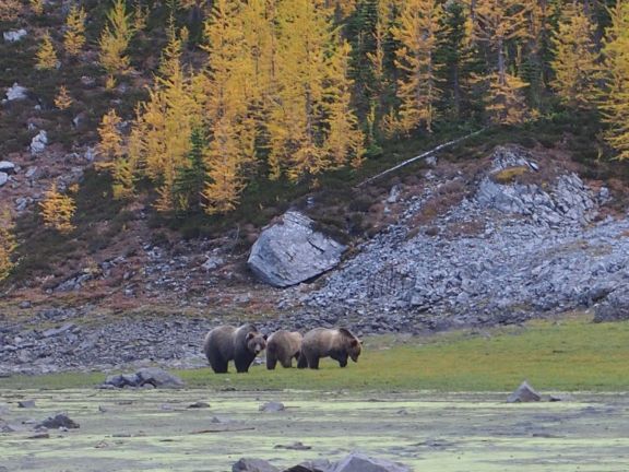 Grizzly Bears graze with larches in background